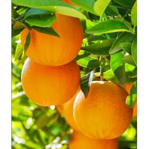 Апельсин Верна