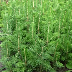 Саженец Ели Сибирской до 20 см