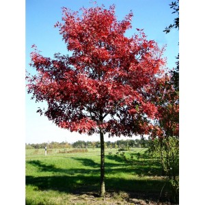 Саженец клёна Краснолистного (100-150 см)