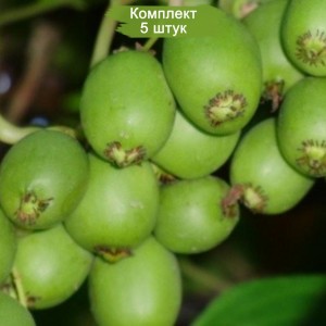 Саженцы актинидии женской Сентябрьская -  комплект 5 шт.