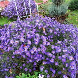 Саженцы астры Голубая лагуна (Blaue Lagune) -  комплект 5 шт.