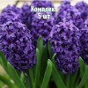Комплект 5шт / Гиацинт Атлантик
