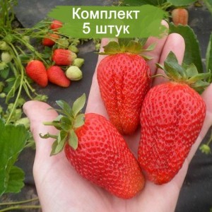 Саженцы ремонтантной клубники Линоса (Ранняя) -  комплект 5 шт.