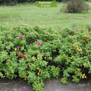 Саженцы шиповника Карликовый -  комплект 5 шт.