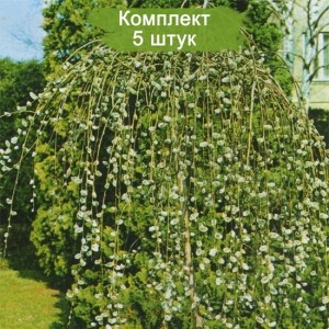 Саженцы Вербы плакучей -  комплект 5 шт.