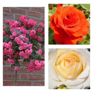 Саженцы штамбовых роз (3 шт. ): Книрпс, Ремембрэнс, Шопен