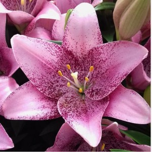 Лилия Свит Шуга