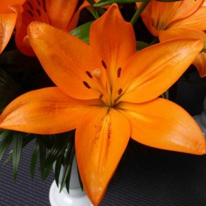 Луковица лилии Cantello (Кантелло )