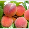 Персик Бархатный сезон
