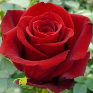 Саженец чайно-гибридной розы Фридом (Freedom)