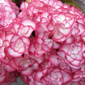 Саженец гортензии крупнолистной Мэджикал Фламенко (Magical Flamenco)