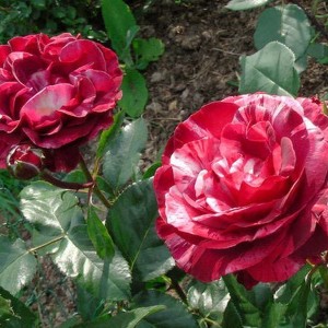 Саженец плетистой розы Брауни (Brownie)