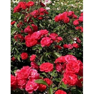 Саженец почвопокровной розы Майнауфойер (Mainaufeuer)