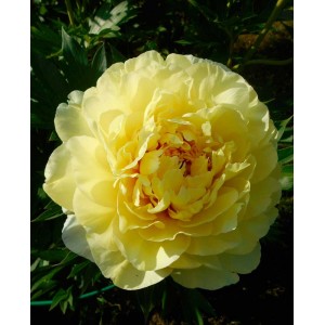 Саженец пиона Бартзелла (Bartzella )