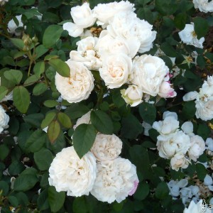 Саженец штамбовой розы Франсин Остин (Francine Austin)