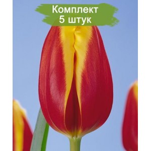 Луковицы Тюльпана Доу Джонс  -  комплект 5 шт.